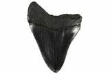 Fossil Megalodon Tooth - South Carolina #130716-1